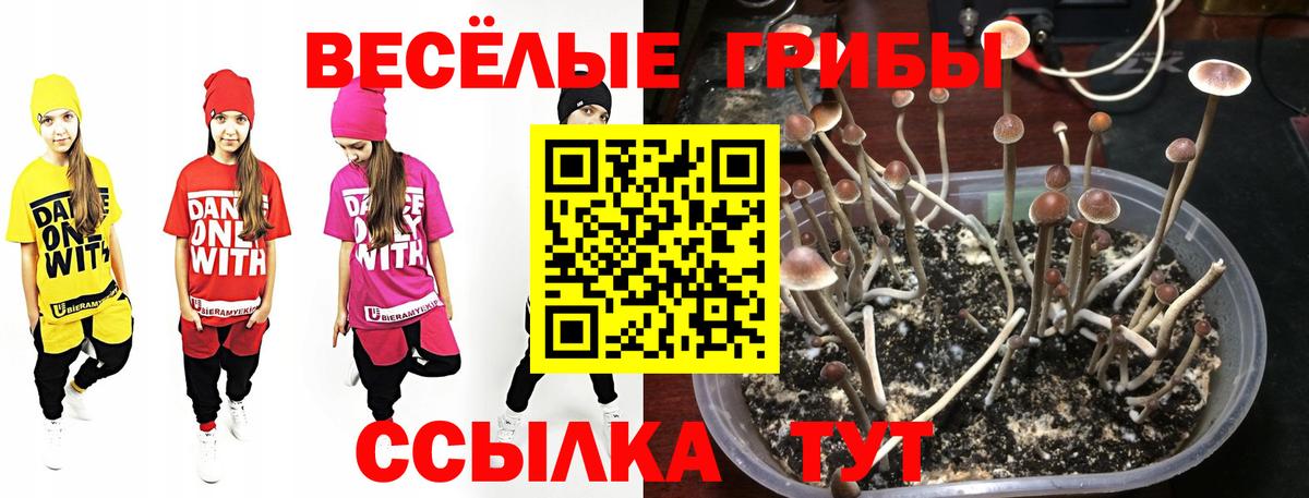 Галлюциногенные грибы Cubensis Магадан
